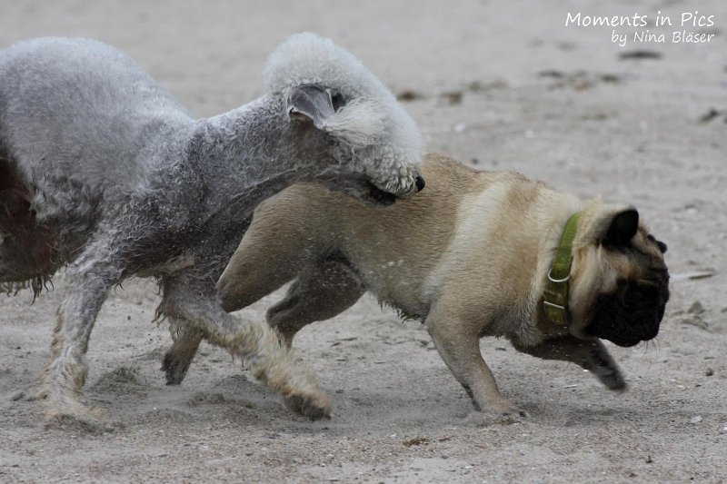 2010-06-26 Arc-en-ciel Arlequin (41).jpg